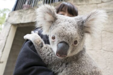 コアラ抱っこ写真OK! ゴールドコースト カランビン動物園｜予約方法＆アクセスを解説