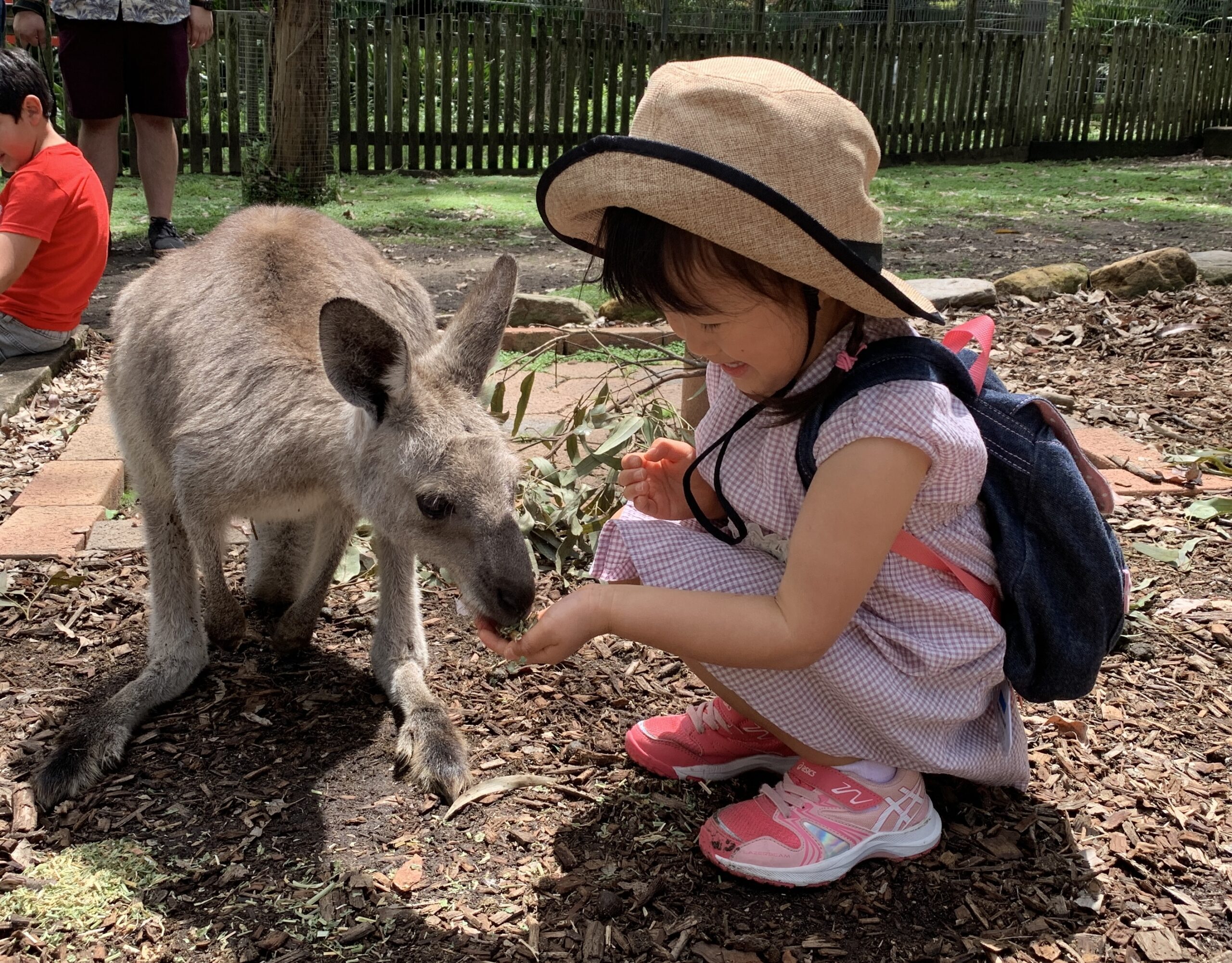 Koala Park Sanctuary Sydney(コアラパーク・サンクチュアリ・シドニー):カンガルー餌やり