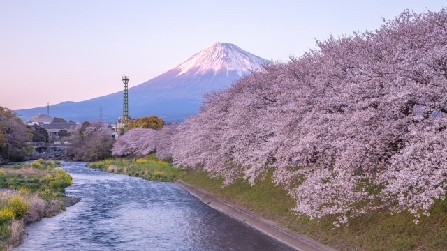 View of Mt. Fuji and cherry blossoms from Ryuganbuchi