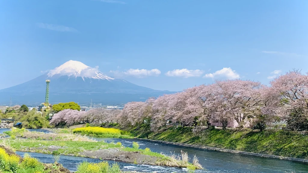 View of Mt. Fuji with cherry blossoms and rapeseed flowers from Ryuganbuchi