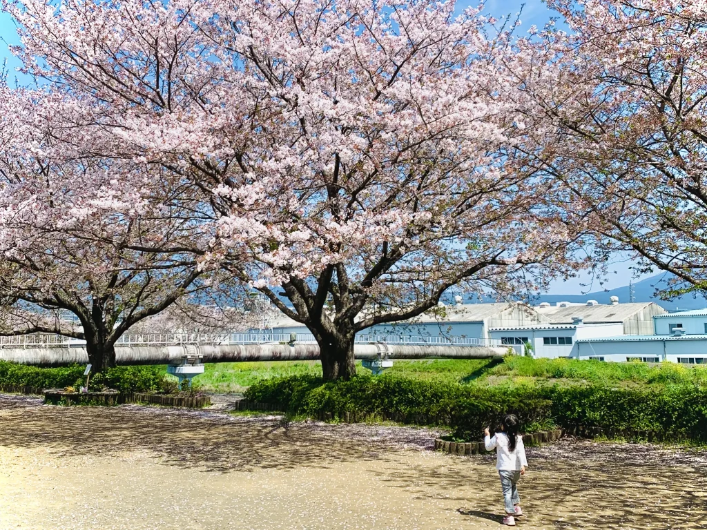 Hanami (flower viewing) at Ryuganbuchi during cherry blossom season