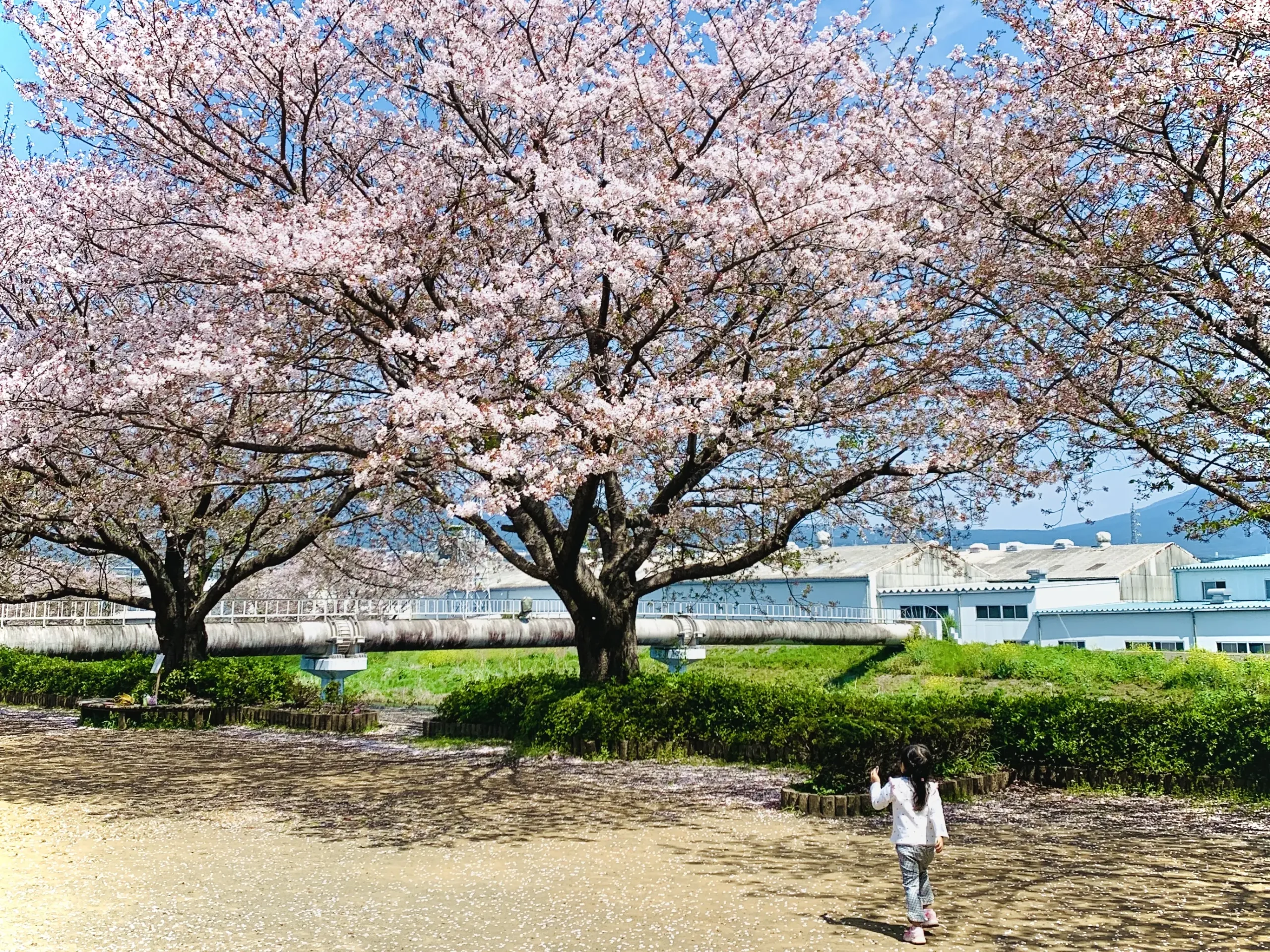 Hanami (flower viewing) at Ryuganbuchi during cherry blossom season