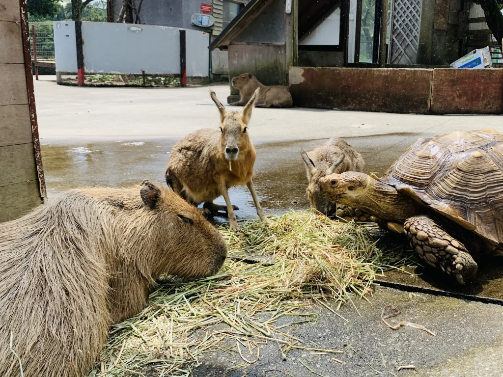 「伊豆アニマルキングダム」カピバラなどの珍しい動物たち