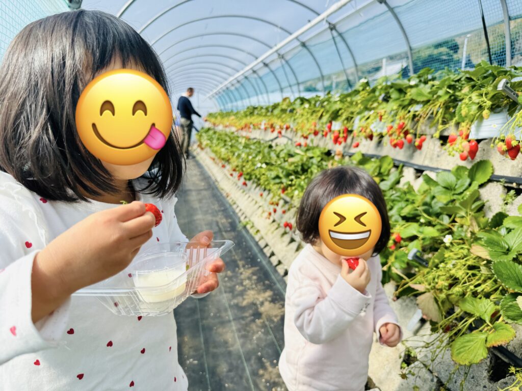 久能街道の石垣イチゴ狩り