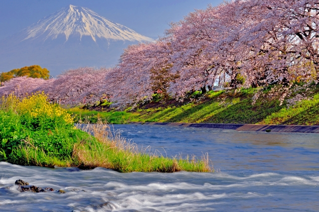 View of Mt. Fuji and cherry blossoms from Ryuganbuchi