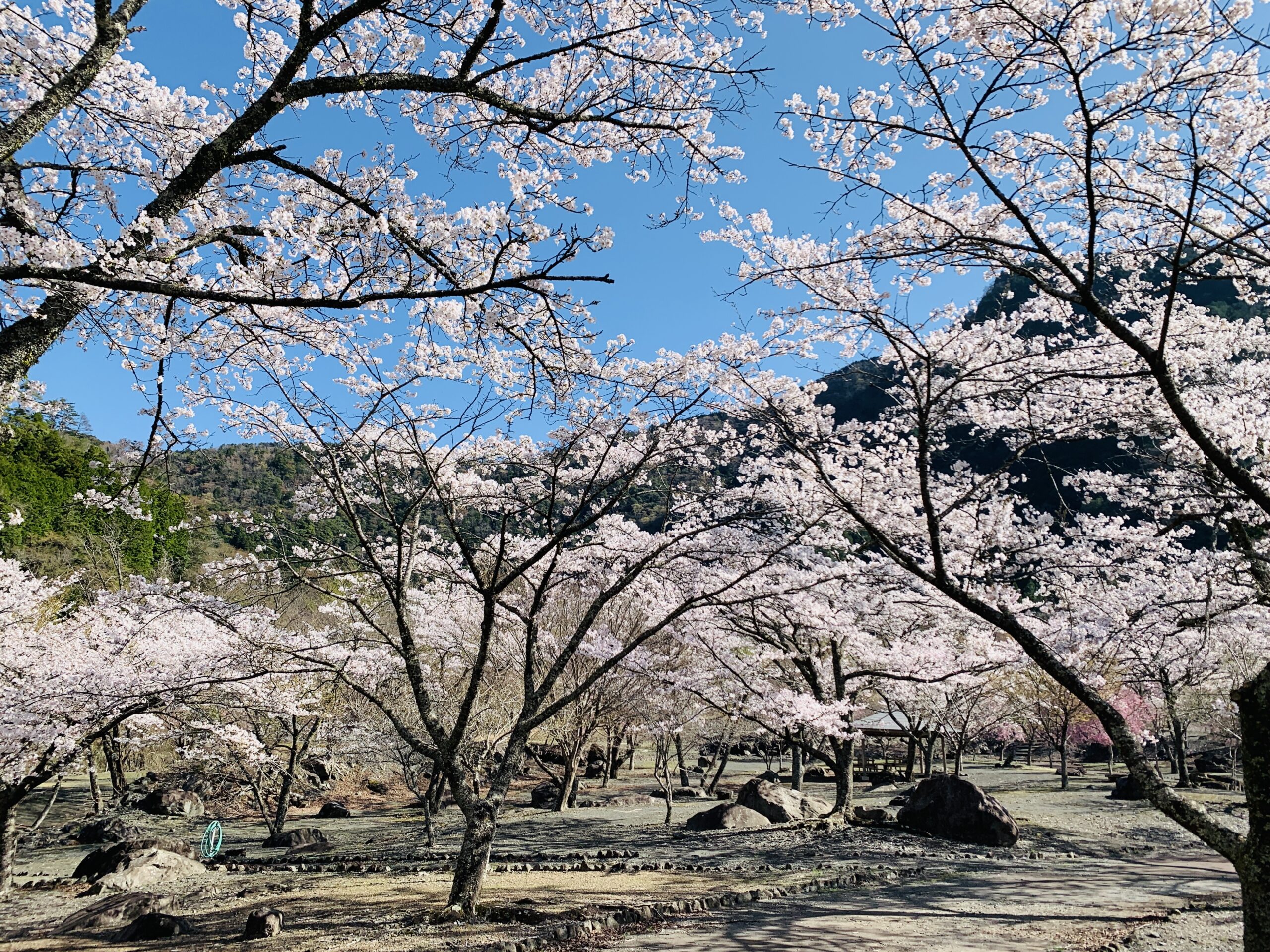 Cherry blossoms in full bloom at Konya-no-Sato Sakura Garden, a hidden gem in Umegashima