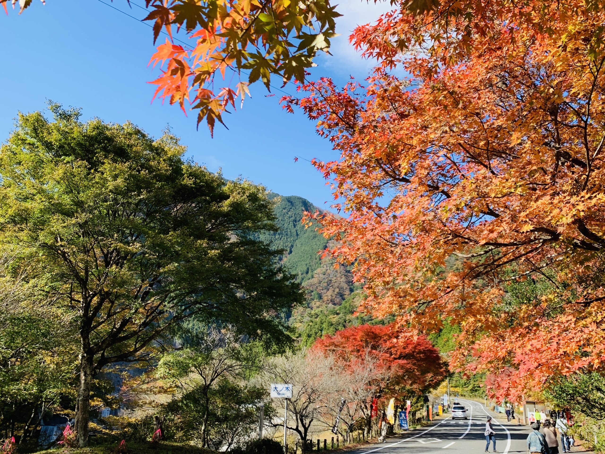 Autumn leaves near Ohnogiso Ryokan in Umegashima Konya Onsen