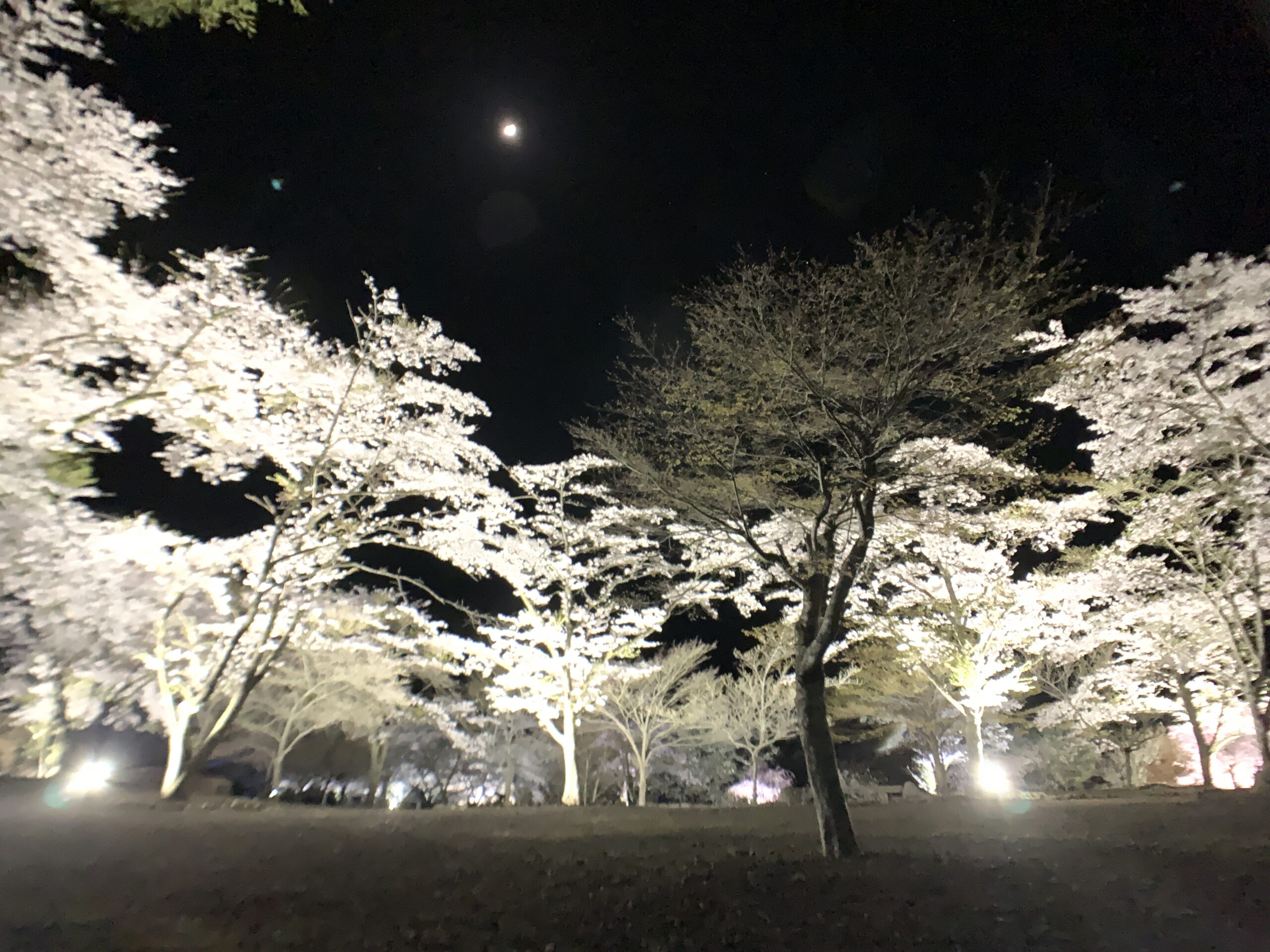 Illuminated cherry blossoms at Konya-no-Sato Sakura Garden during a spring night event in Umegashima