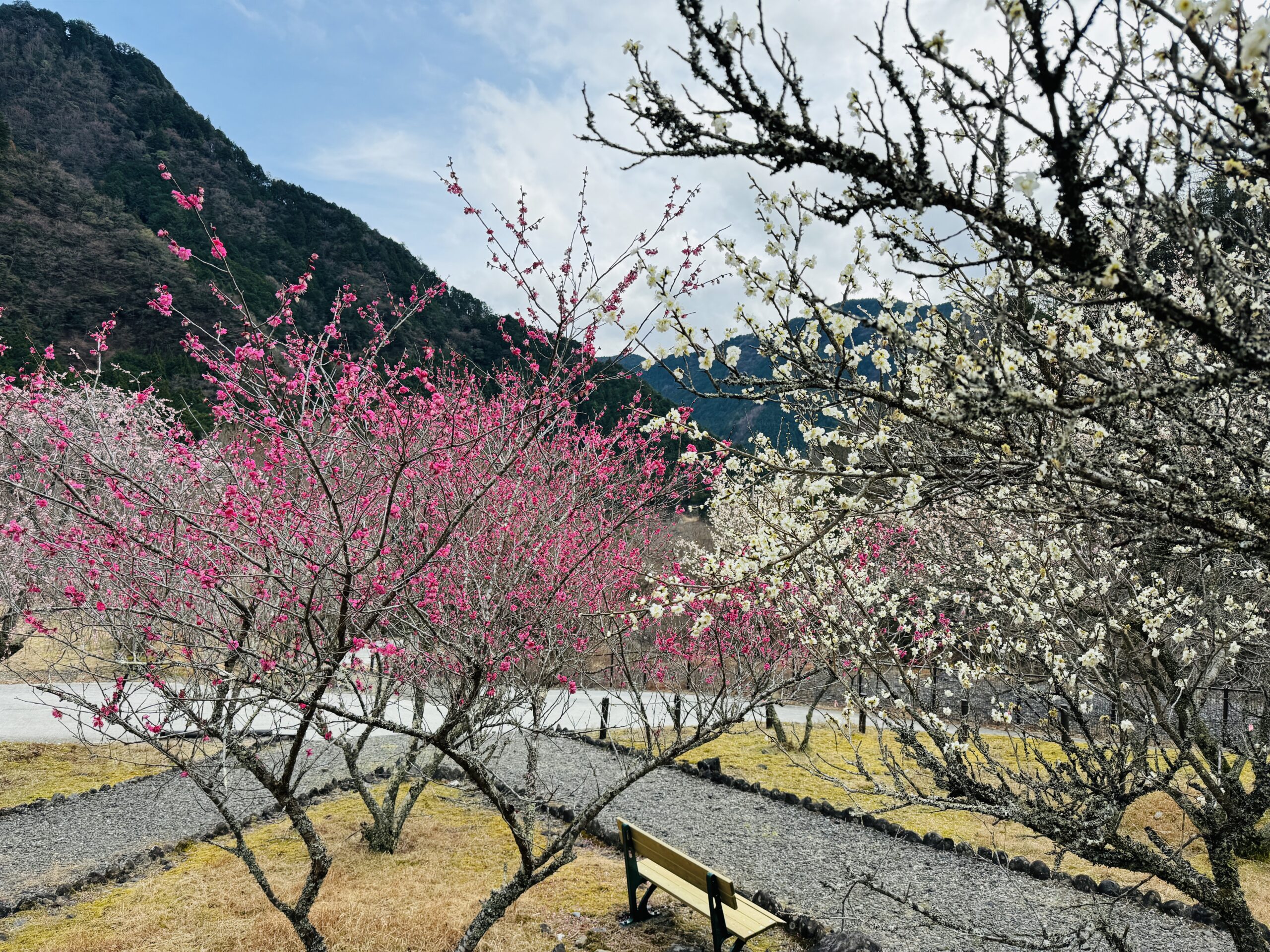 Plum blossoms at Umegashima Plum Garden in early spring