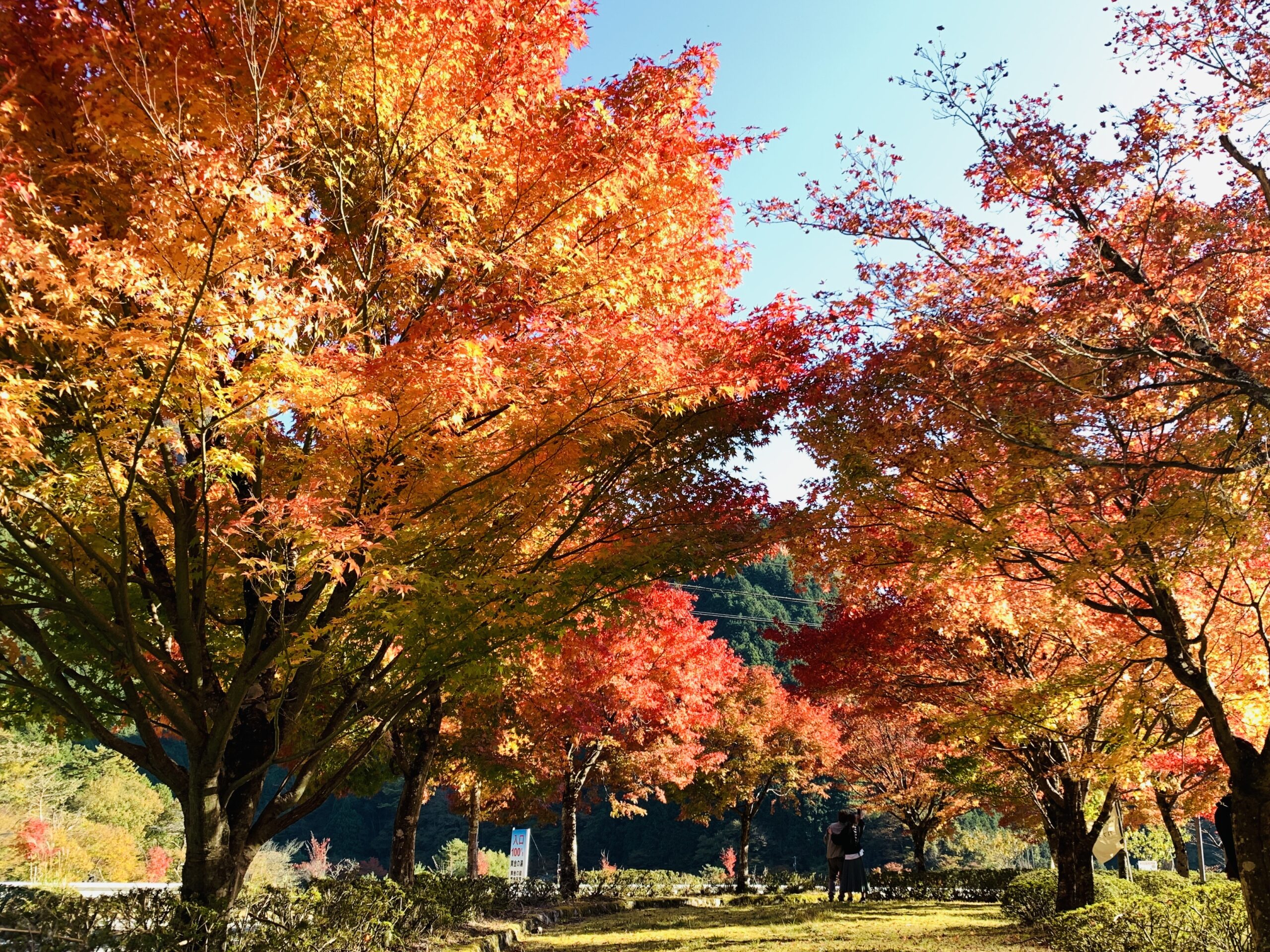 Autumn foliage at “Kogane-no-Yu” roadside station in Umegashima Onsen