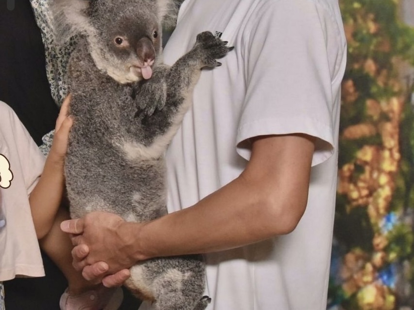 ケアンズ・コアラズ&クリーチャーズ:コアラを抱く時の姿勢