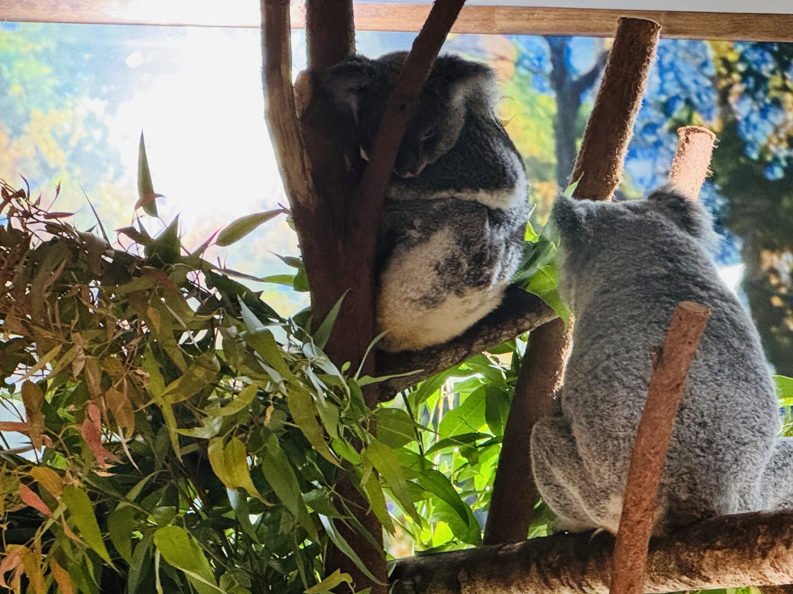 ケアンズ・コアラズ&クリーチャーズ:施設内のコアラたちの様子