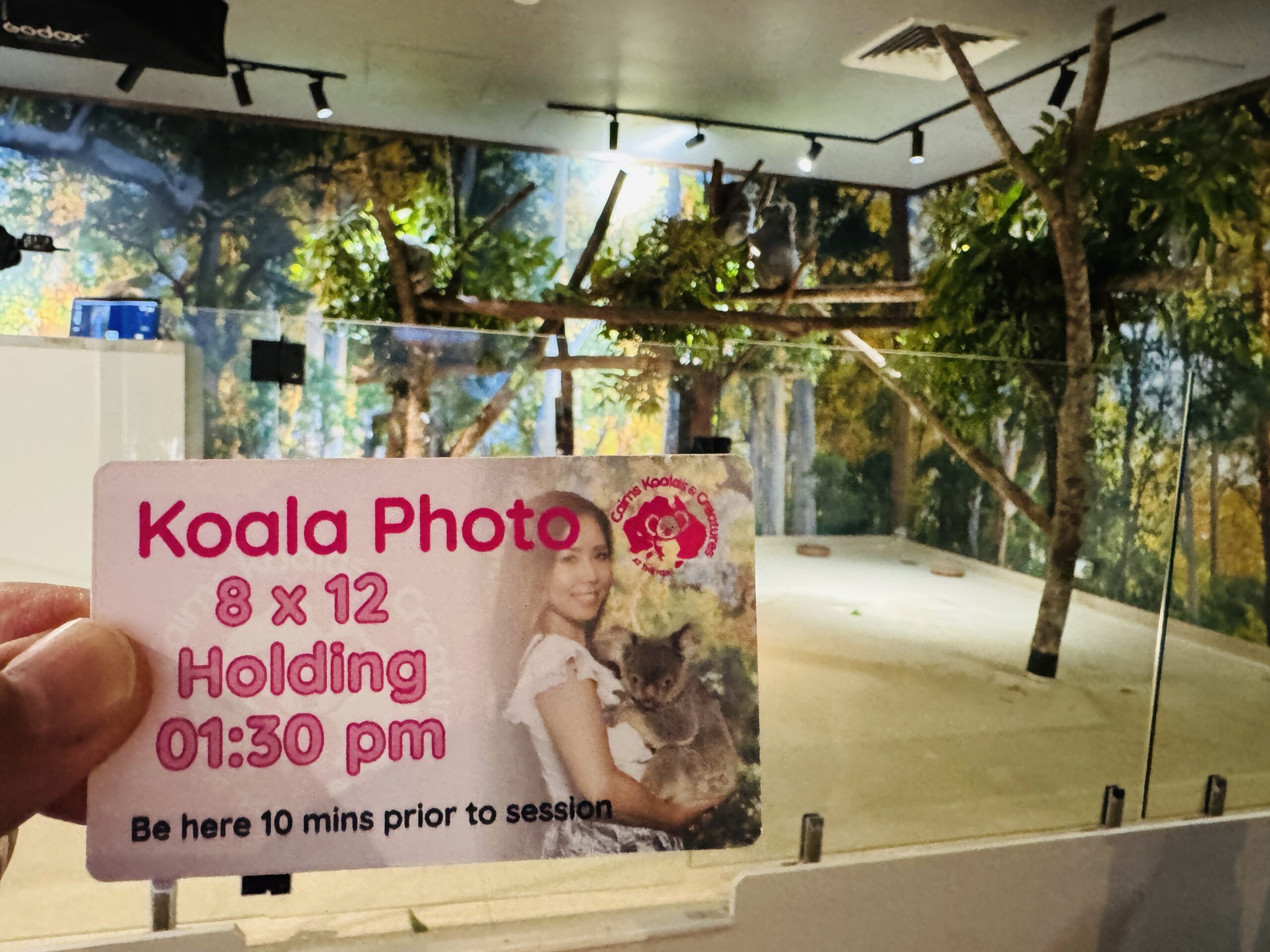 ケアンズ・コアラズ&クリーチャーズ:コアラとの写真撮影スポット