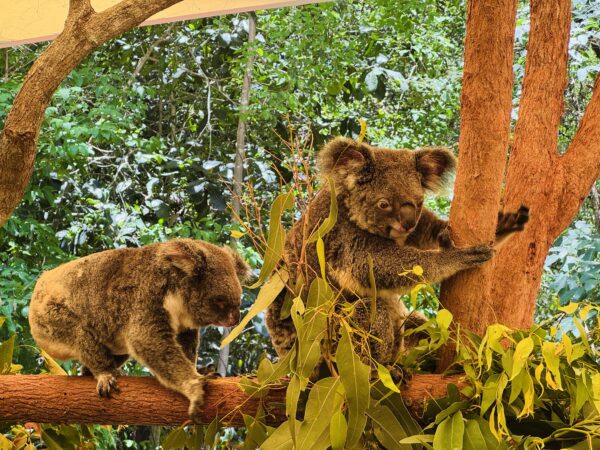 ハートリーズ・クロコダイル・アドベンチャーズのコアラたち