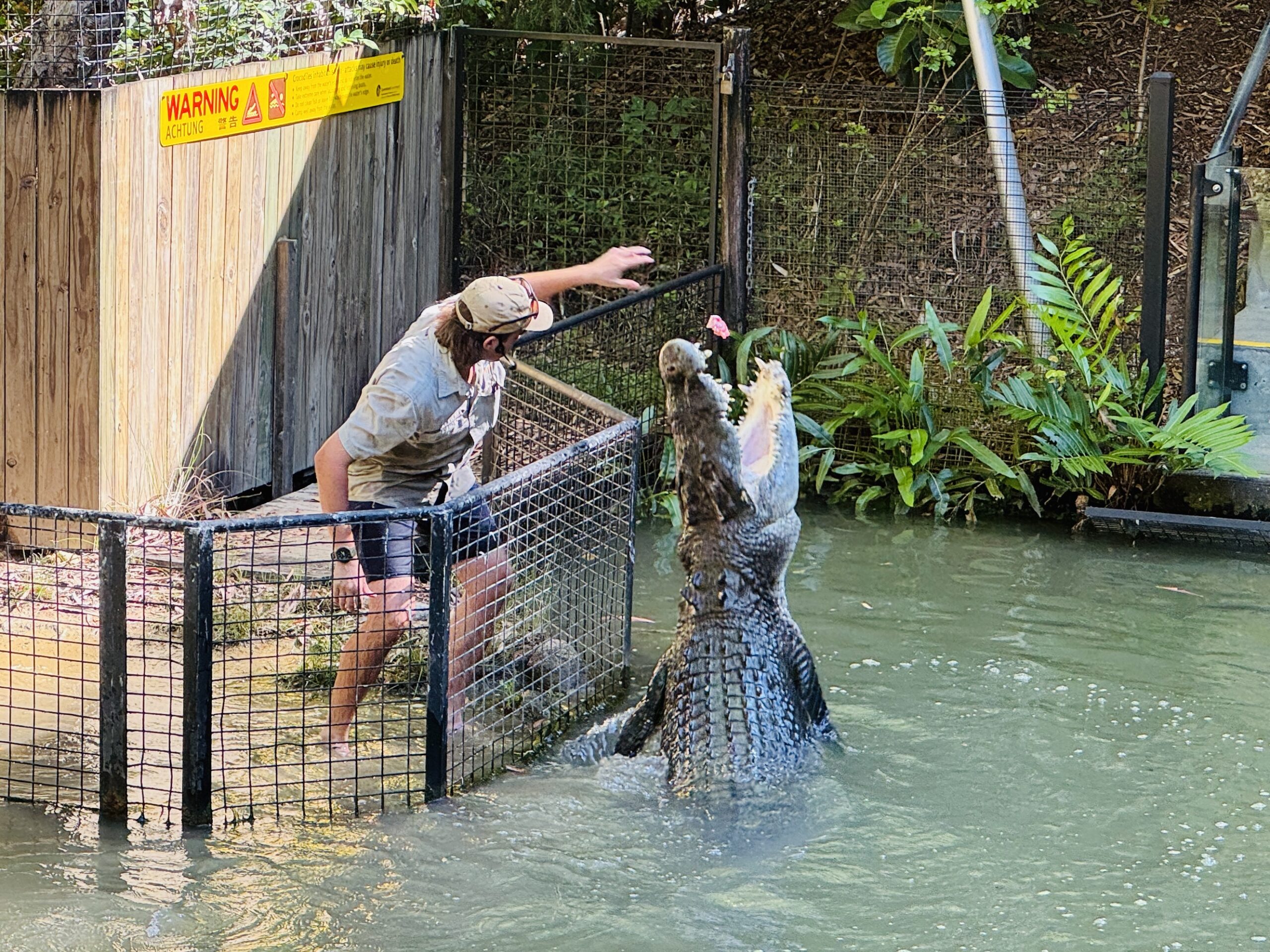 ハートレイズ・クロコダイル・アドベンチャーズのクロコダイルショー