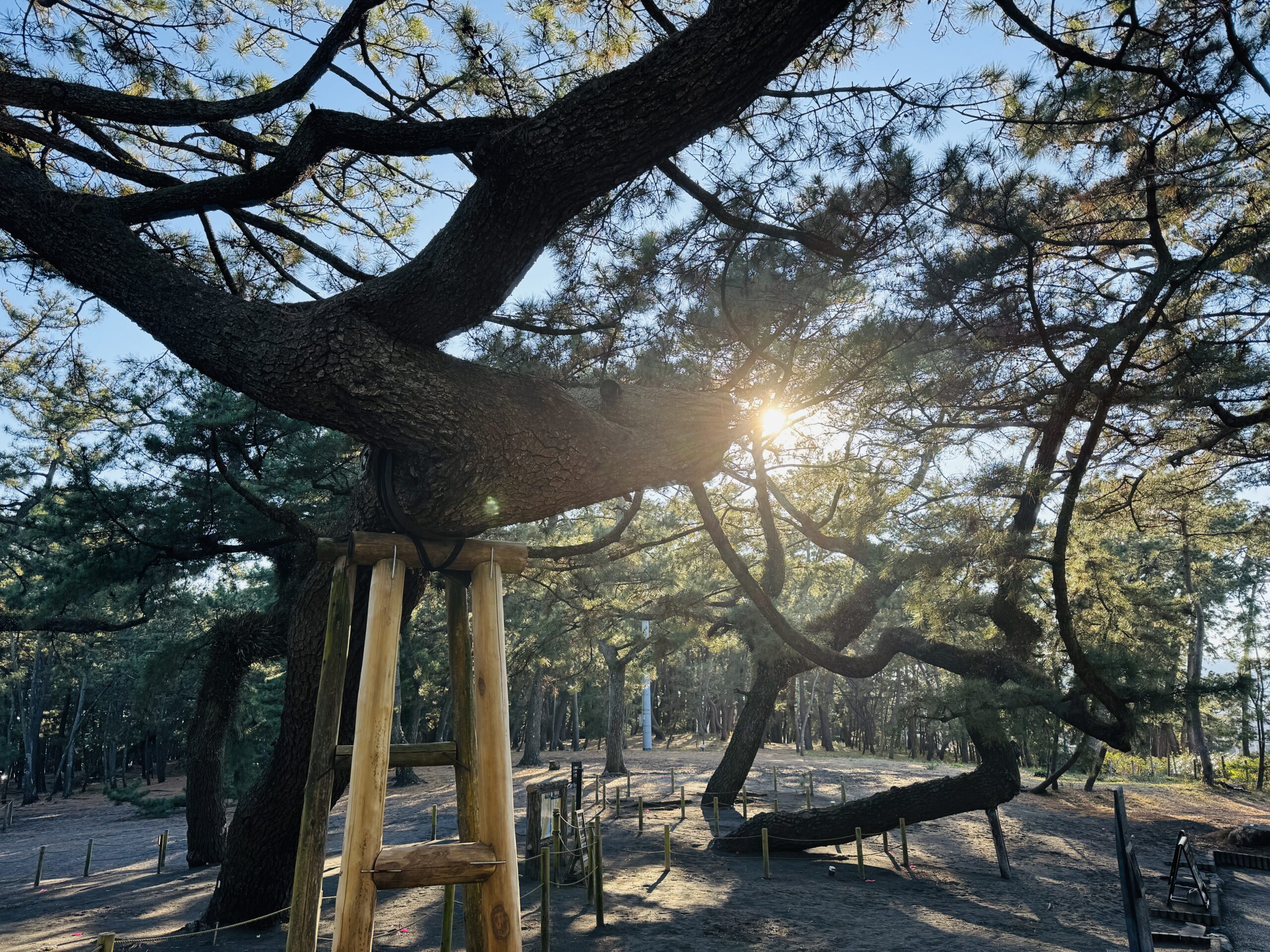 Walking path through the pine grove at Miho no Matsubara in Shizuoka